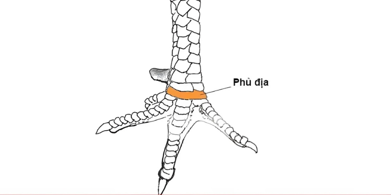 Một số đặc điểm của chiến binh gà phủ địa